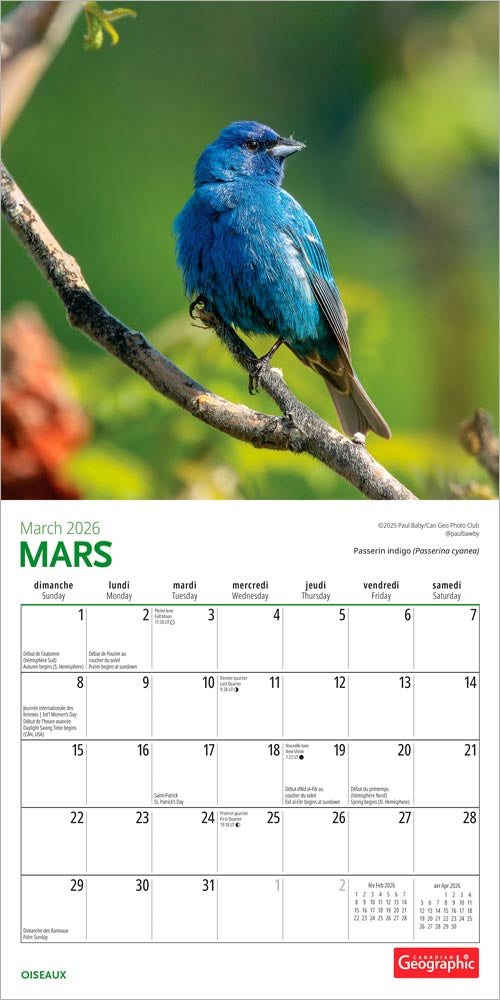 Canadian Geographic Oiseaux OFFICIEL | 2026 7 x 14 Inch (Hanging) Monthly Mini Wall Calendar | French Language