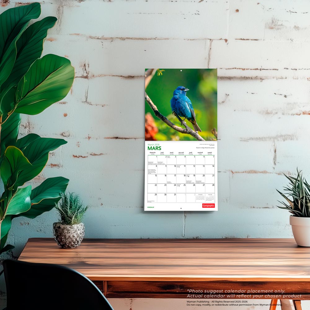 Canadian Geographic Oiseaux OFFICIEL | 2026 7 x 14 Inch (Hanging) Monthly Mini Wall Calendar | French Language