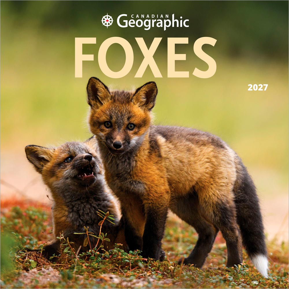 Canadian Geographic Foxes OFFICIAL | 2027 12 x 24 Inch (Hanging) Monthly Square Wall Calendar