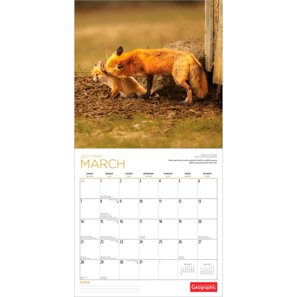 Canadian Geographic Foxes OFFICIAL | 2027 12 x 24 Inch (Hanging) Monthly Square Wall Calendar