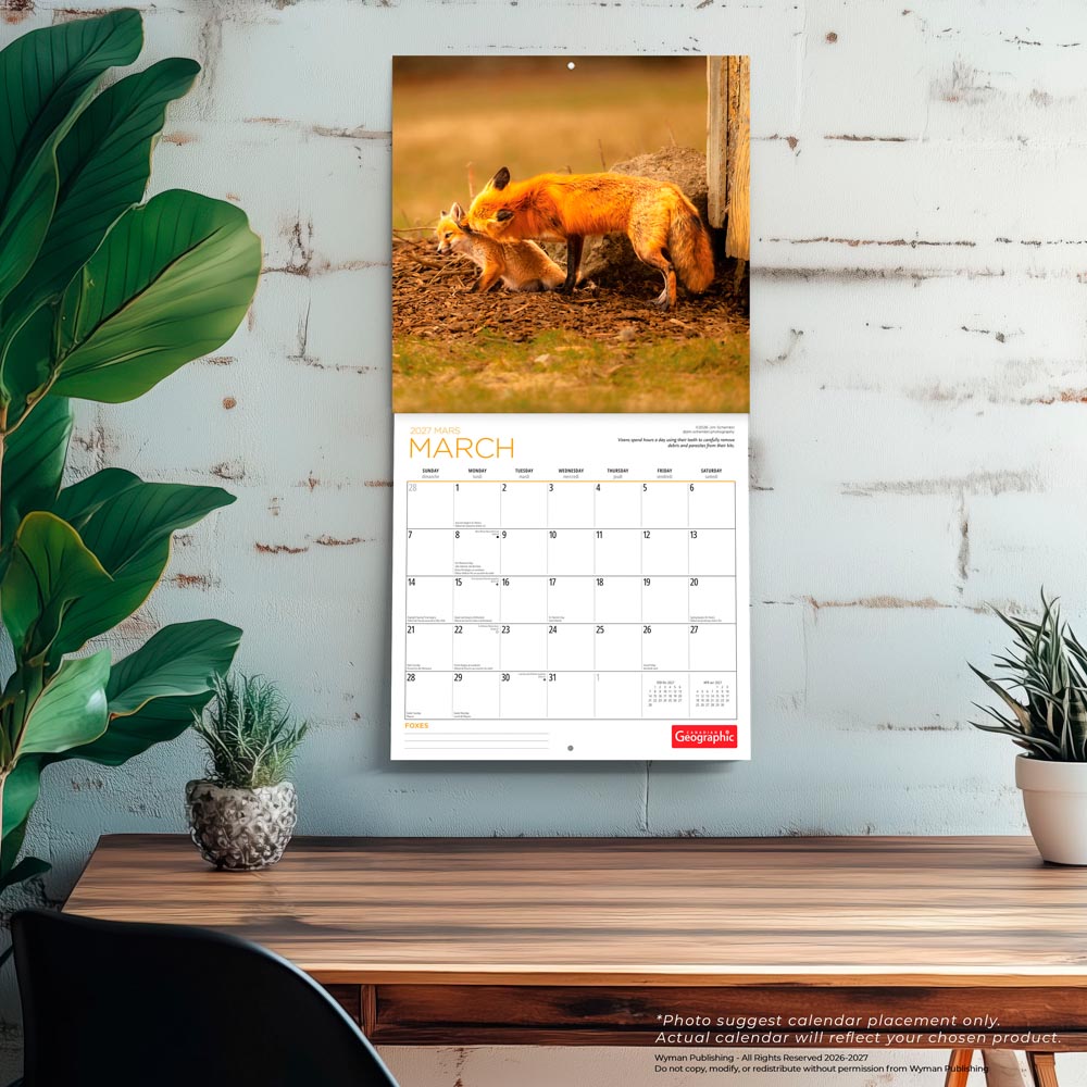 Canadian Geographic Foxes OFFICIAL | 2027 12 x 24 Inch (Hanging) Monthly Square Wall Calendar