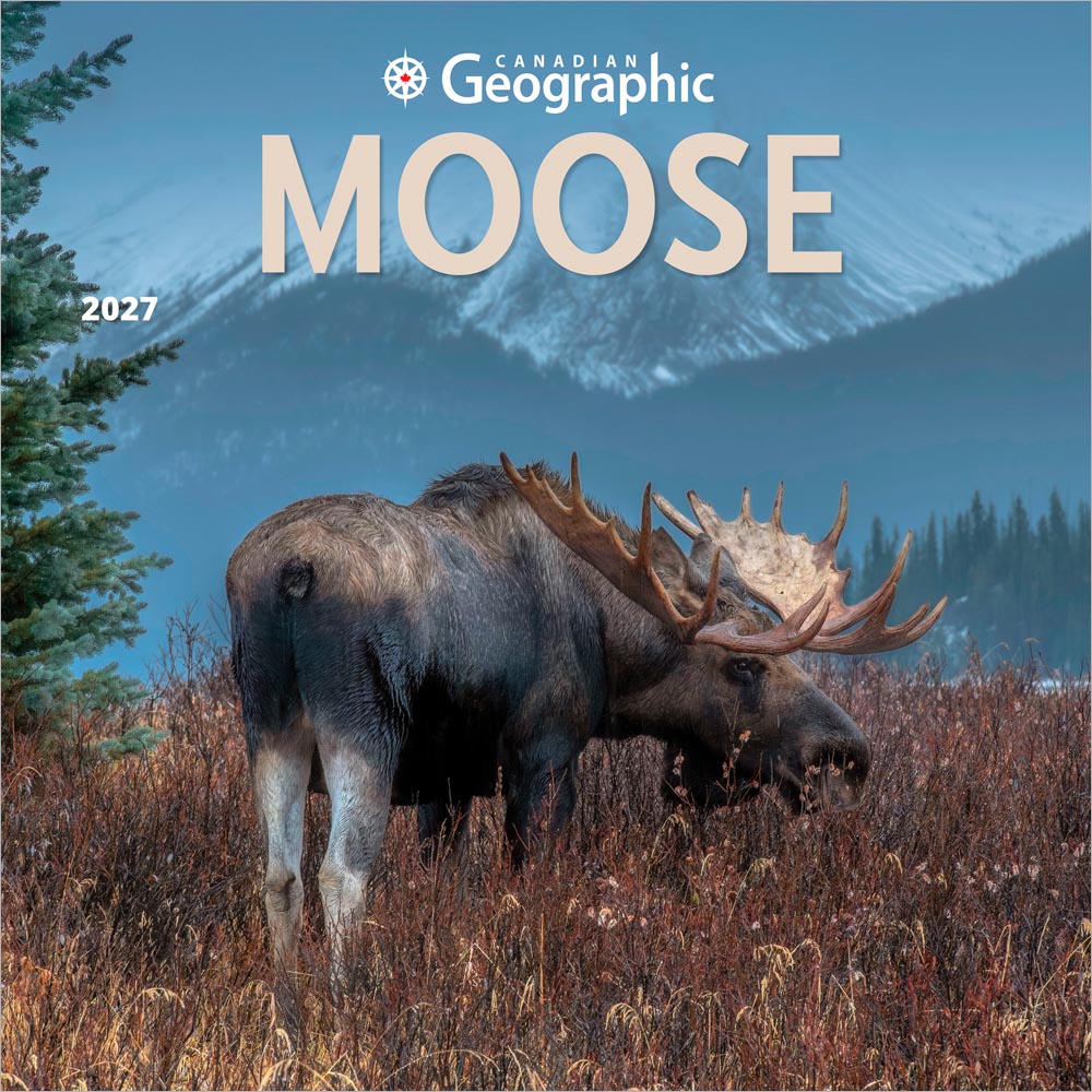 Canadian Geographic Moose OFFICIAL | 2027 12 x 24 Inch (Hanging) Monthly Square Wall Calendar