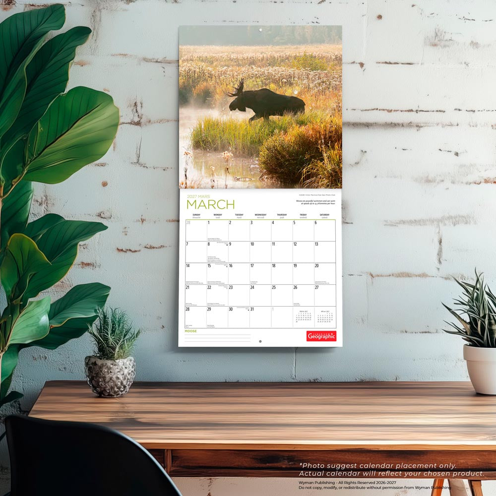 Canadian Geographic Moose OFFICIAL | 2027 12 x 24 Inch (Hanging) Monthly Square Wall Calendar
