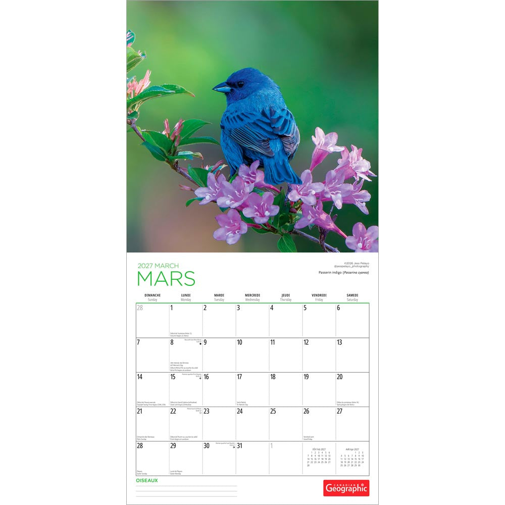 Canadian Geographic Oiseaux OFFICIEL | 2027 12 x 24 Inch (Hanging) Monthly Square Wall Calendar | Foil Stamped Cover | French Language