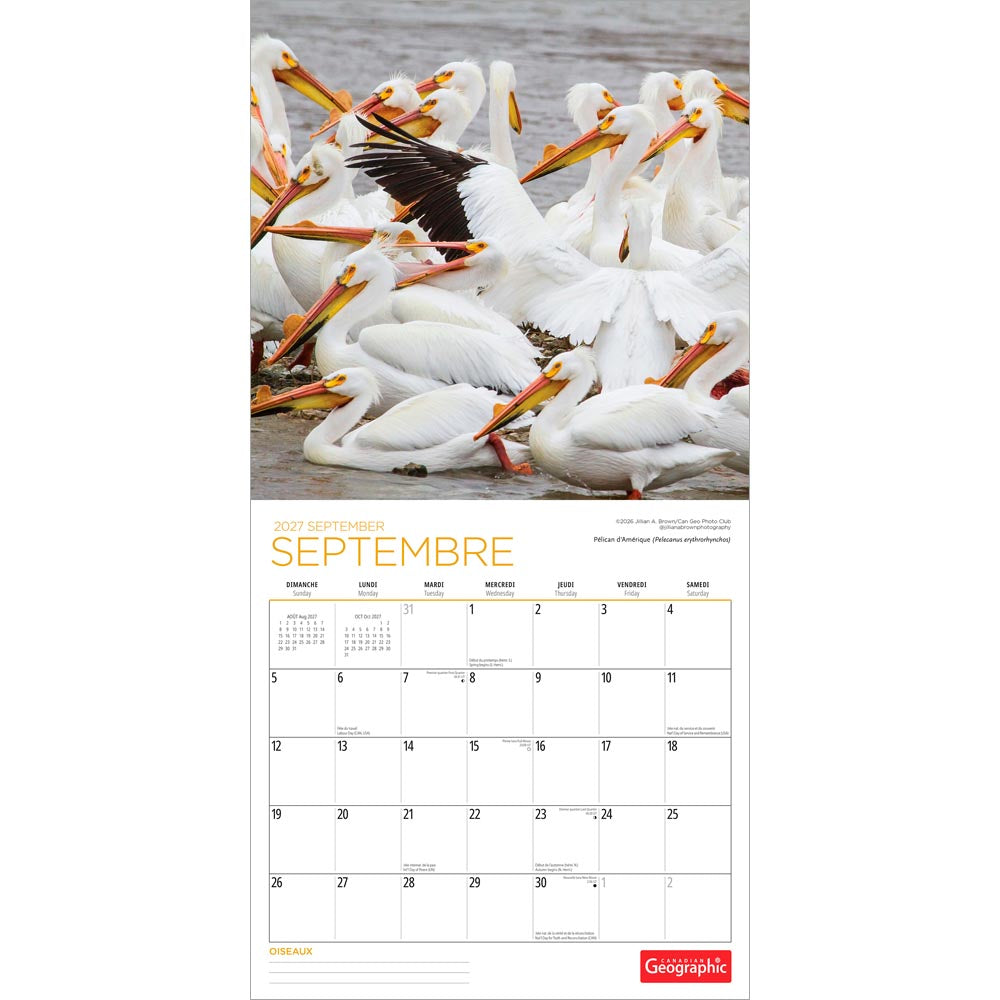 Canadian Geographic Oiseaux OFFICIEL | 2027 12 x 24 Inch (Hanging) Monthly Square Wall Calendar | Foil Stamped Cover | French Language