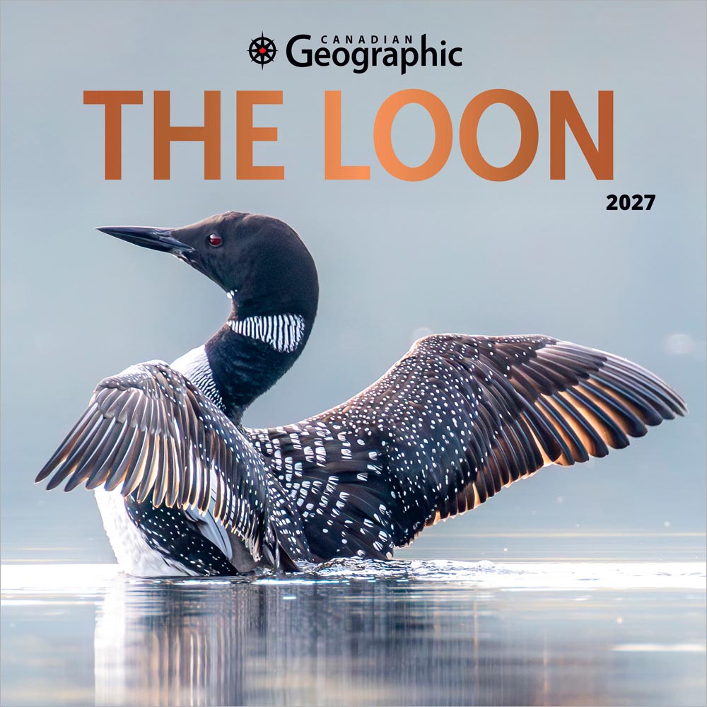 Canadian Geographic The Loon OFFICIAL | 2027 12 x 24 Inch (Hanging) Monthly Square Wall Calendar | Foil Stamped Cover