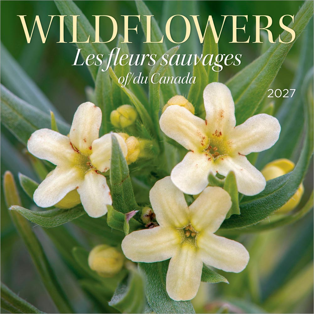 Wildflowers of Canada | 2027 12 x 24 Inch (Hanging) Monthly Square Wall Calendar | English/French Bilingual