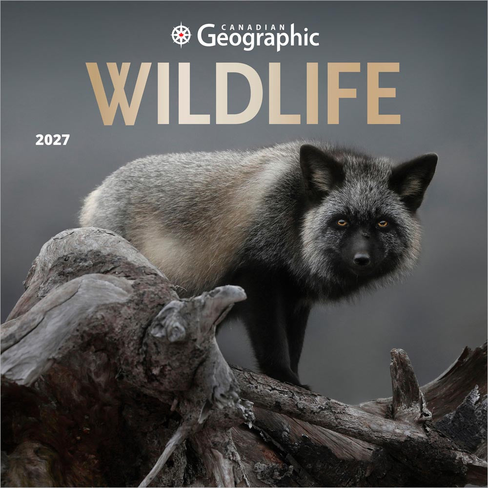 Canadian Geographic Wildlife OFFICIAL | 2027 12 x 24 Inch (Hanging) Monthly Square Wall Calendar | Foil Stamped Cover