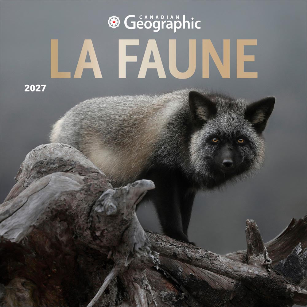 Canadian Geographic La faune OFFICIEL | 2027 12 x 24 Inch (Hanging) Monthly Square Wall Calendar | Foil Stamped Cover | French Language