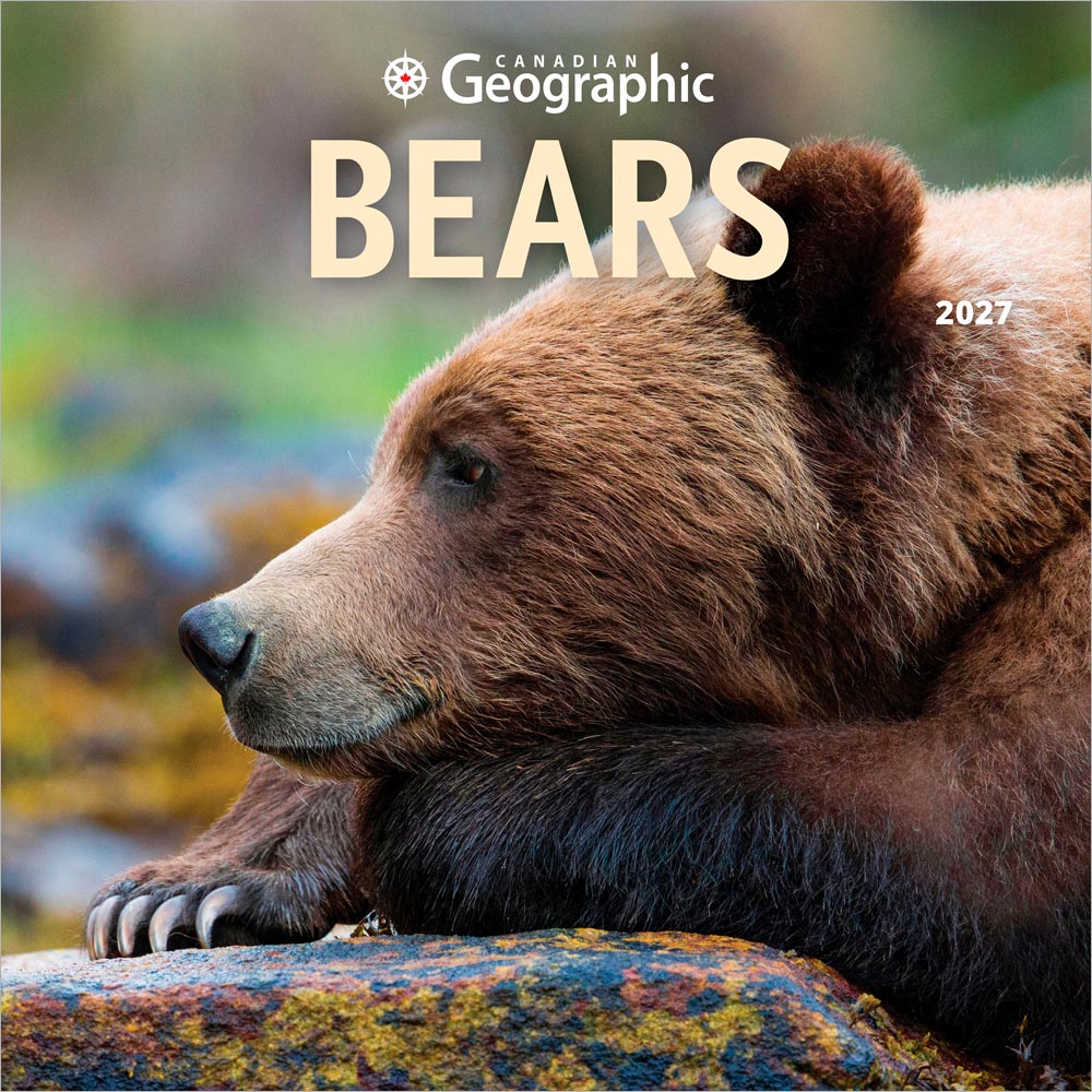 Canadian Geographic Bears OFFICIAL | 2027 12 x 24 Inch (Hanging) Monthly Square Wall Calendar