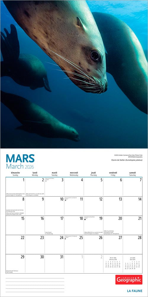 Canadian Geographic La faune OFFICIEL | 2026 12 x 24 Inch (Hanging) Monthly Square Wall Calendar | Foil Stamped Cover | French Language