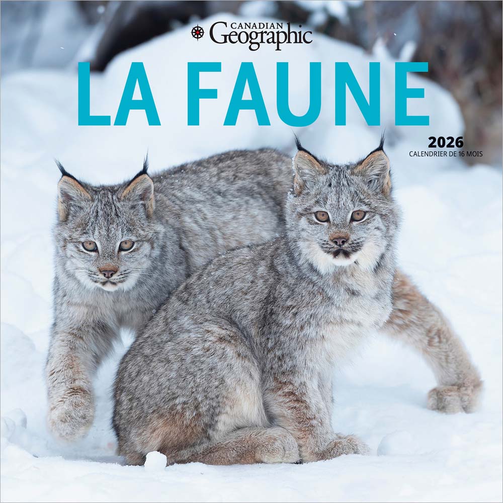 Canadian Geographic La faune OFFICIEL | 2026 12 x 24 Inch (Hanging) Monthly Square Wall Calendar | Foil Stamped Cover | French Language