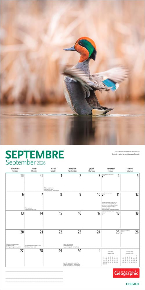 Canadian Geographic Oiseaux OFFICIEL | 2026 12 x 24 Inch (Hanging) Monthly Square Wall Calendar | Foil Stamped Cover | French Language