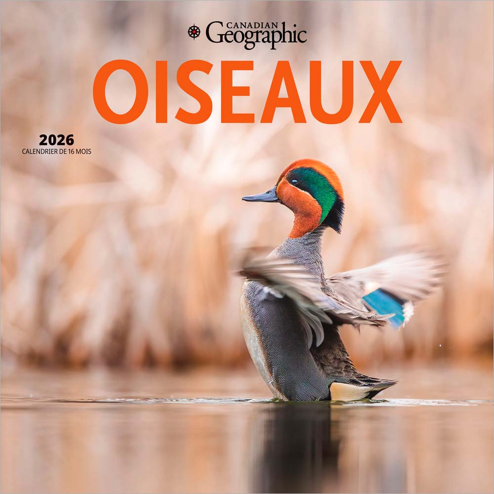 Canadian Geographic Oiseaux OFFICIEL | 2026 12 x 24 Inch (Hanging) Monthly Square Wall Calendar | Foil Stamped Cover | French Language