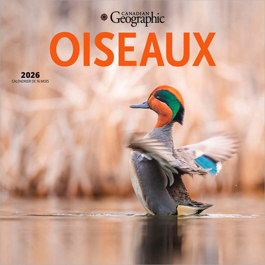 Canadian Geographic Oiseaux OFFICIEL | 2026 12 x 24 Inch (Hanging) Monthly Square Wall Calendar | Foil Stamped Cover | French Language
