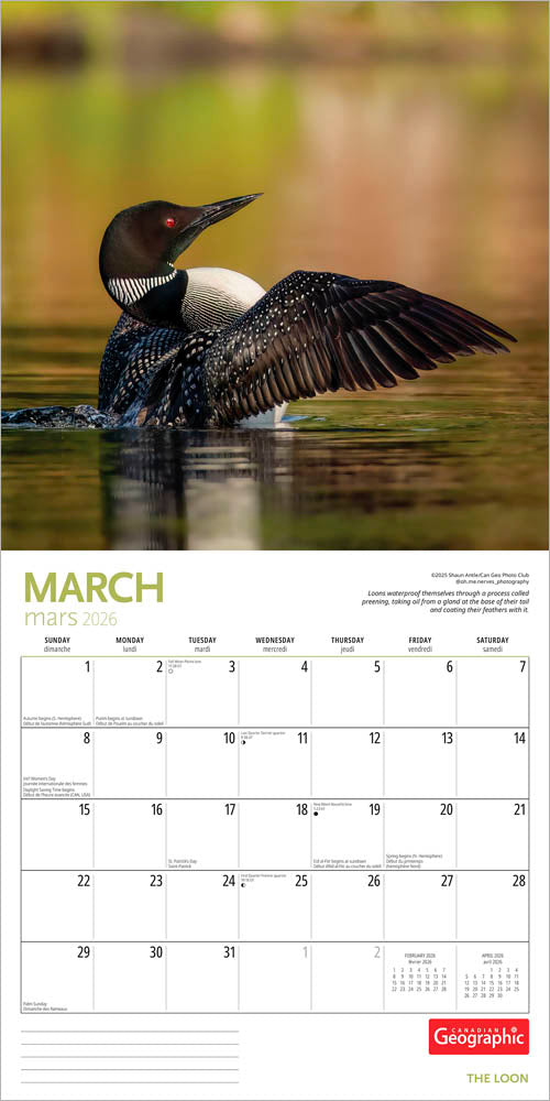Canadian Geographic The Loon OFFICIAL | 2026 12 x 24 Inch (Hanging) Monthly Square Wall Calendar | Foil Stamped Cover