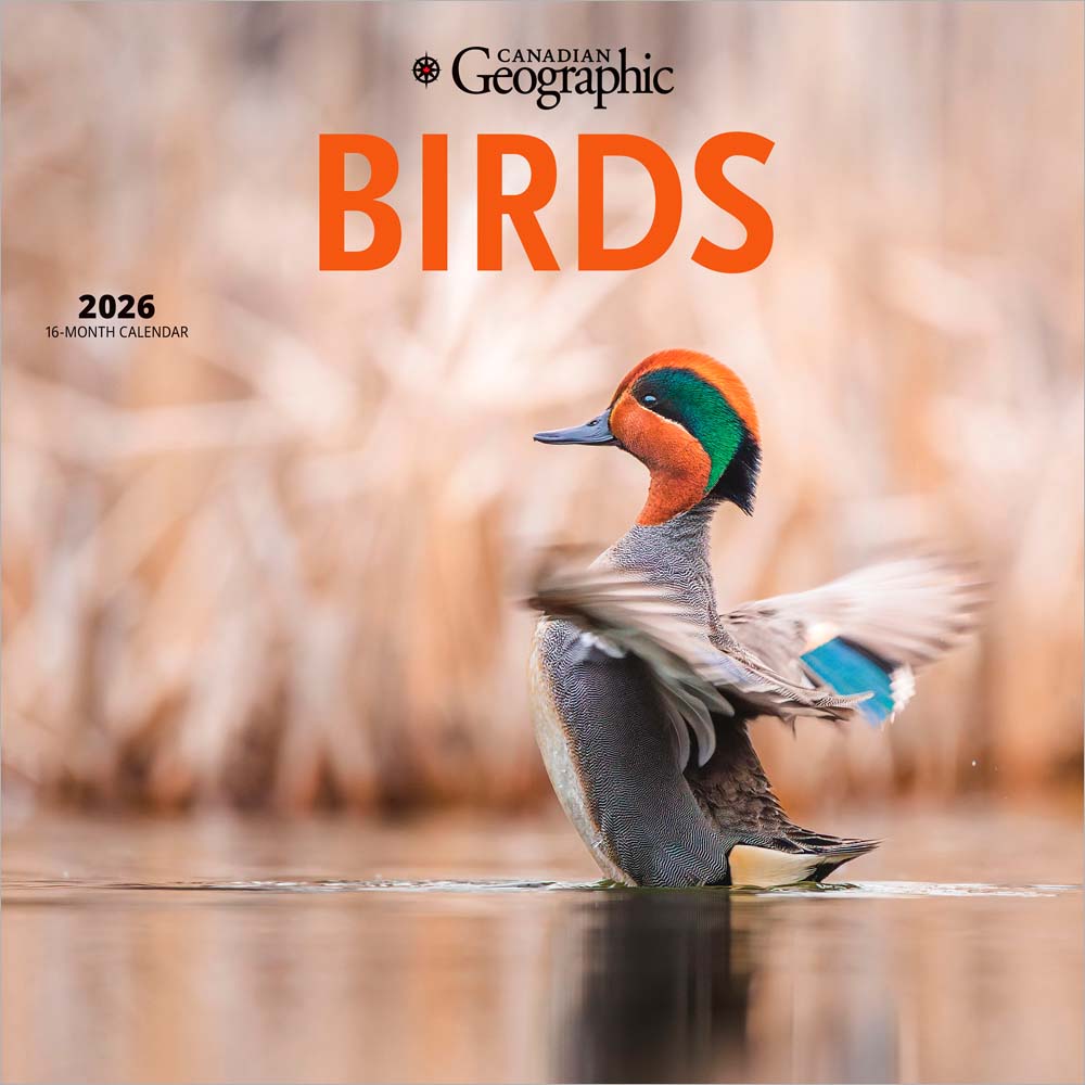 Canadian Geographic Birds OFFICIAL | 2026 12 x 24 Inch (Hanging) Monthly Square Wall Calendar | Foil Stamped Cover