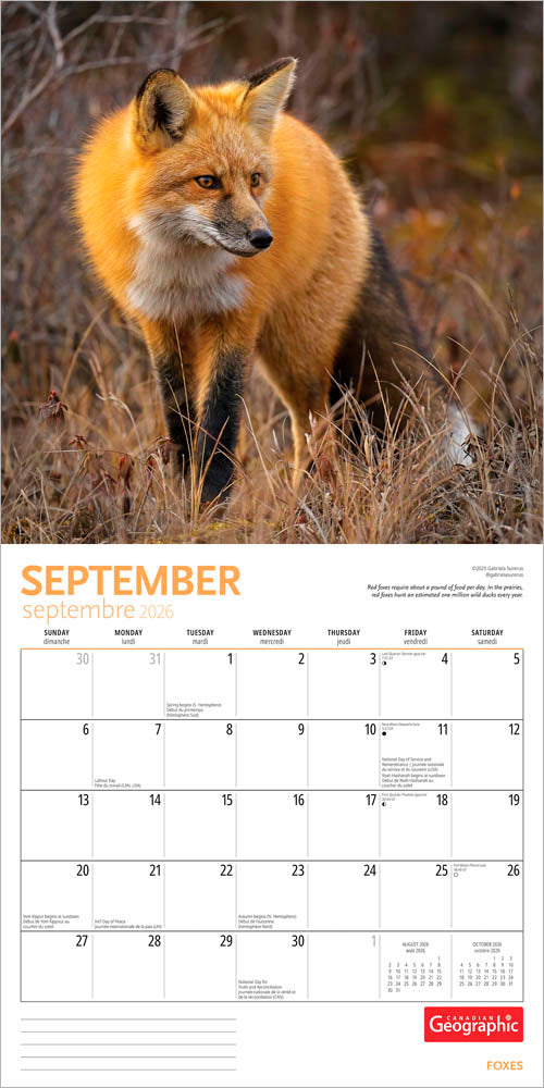 Canadian Geographic Foxes OFFICIAL | 2026 12 x 24 Inch (Hanging) Monthly Square Wall Calendar