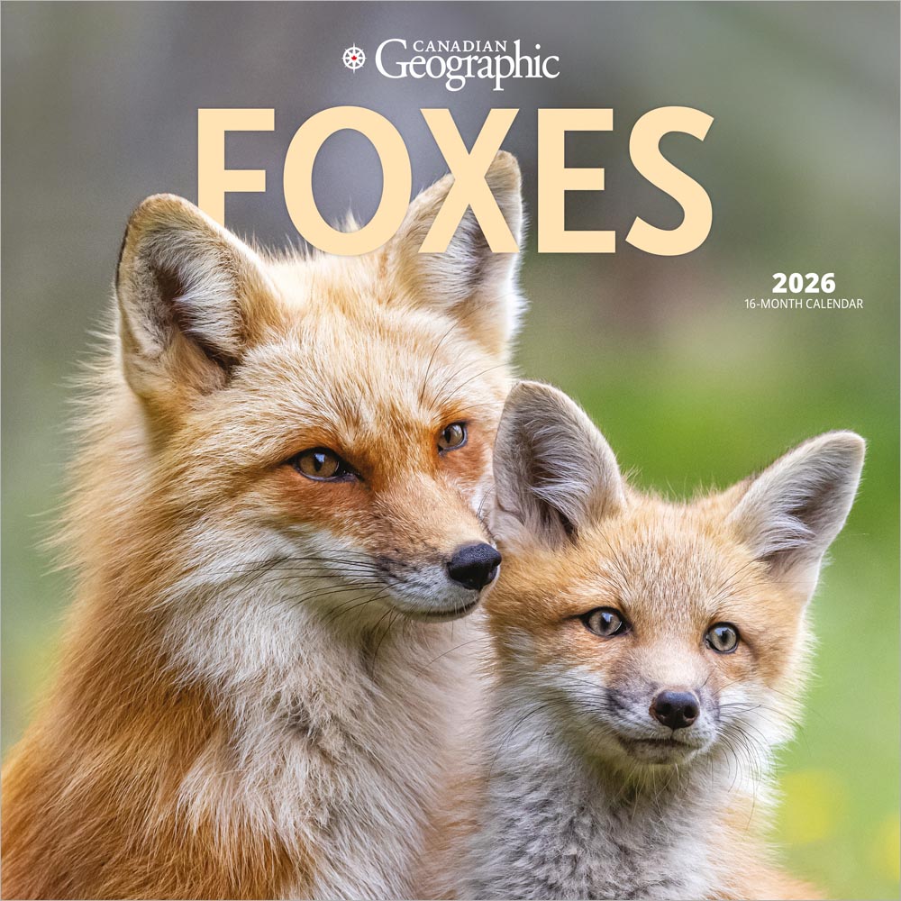 Canadian Geographic Foxes OFFICIAL | 2026 12 x 24 Inch (Hanging) Monthly Square Wall Calendar