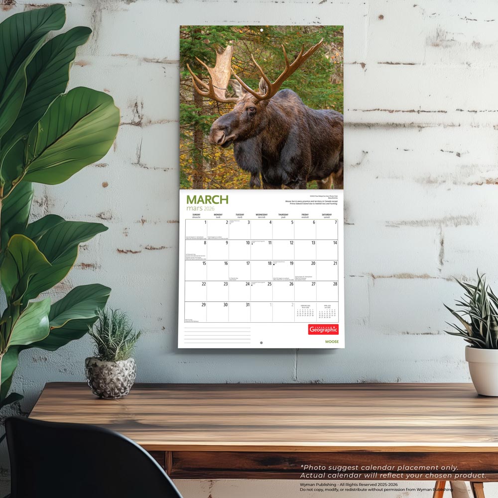 Canadian Geographic Moose OFFICIAL | 2026 12 x 24 Inch (Hanging) Monthly Square Wall Calendar