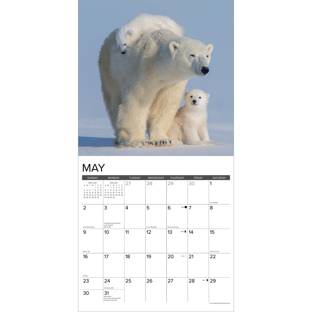 Polar Bears  2027 Wall Calendar