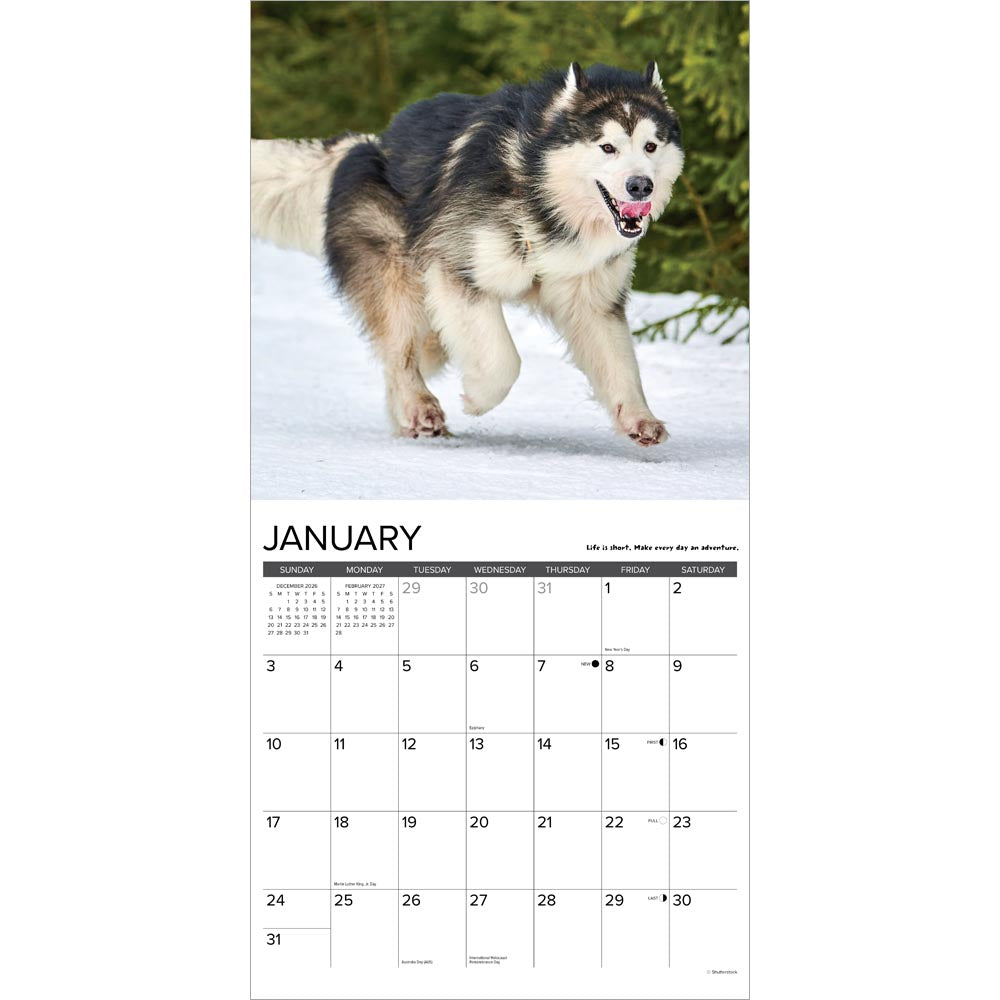 What Dogs Teach Us 2027 Wall Calendar