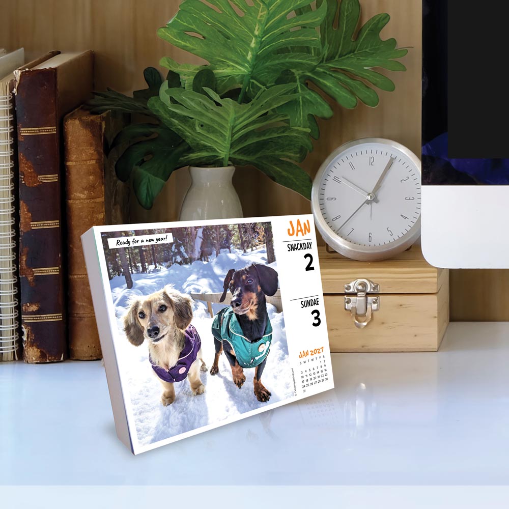 Crusoe the Celebrity Dachshund 2027 Box Calendar