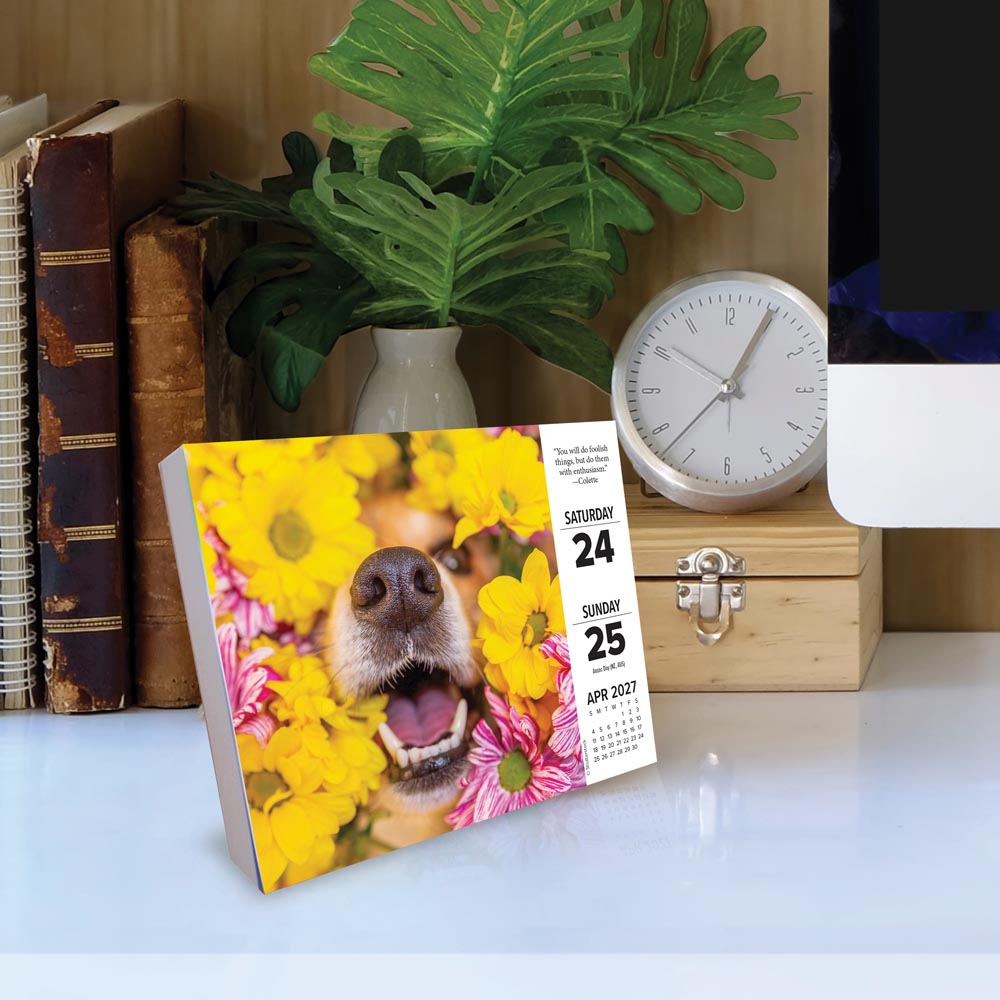 What Dogs Teach Us 2027 Box Calendar