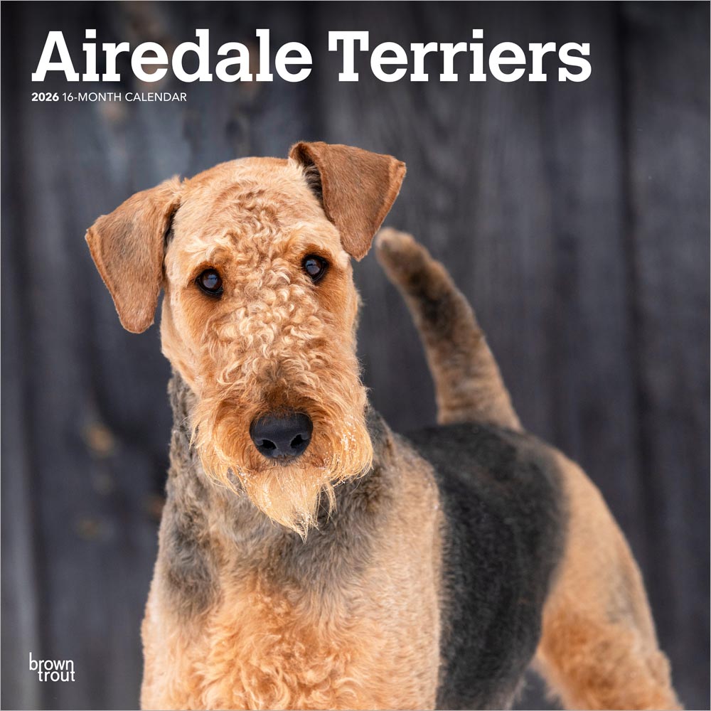 Airedale Terriers | 2026 12 x 24 Inch (Hanging) Monthly Square Wall Calendar