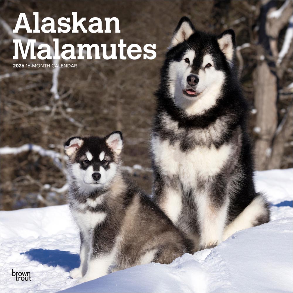 Alaskan Malamutes | 2026 12 x 24 Inch (Hanging) Monthly Square Wall Calendar