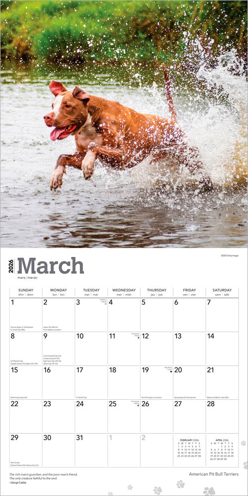 American Pit Bull Terriers | 2026 12 x 24 Inch (Hanging) Monthly Square Wall Calendar