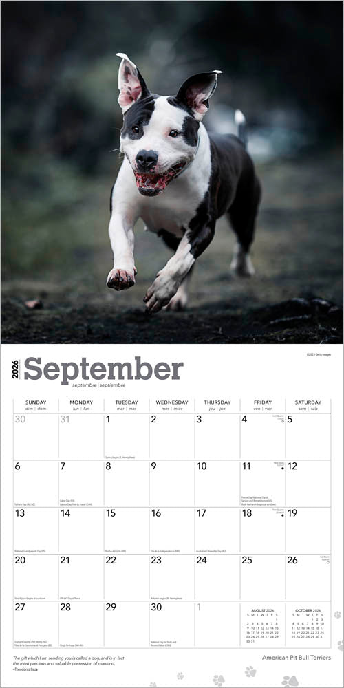 American Pit Bull Terriers | 2026 12 x 24 Inch (Hanging) Monthly Square Wall Calendar