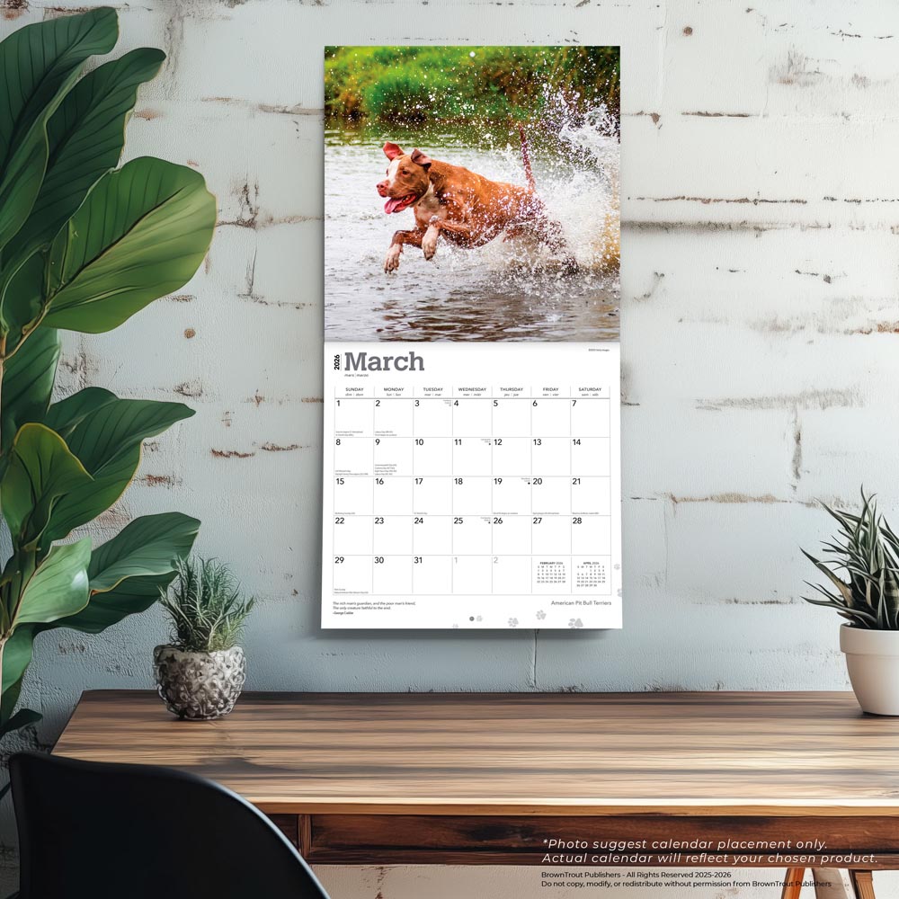 American Pit Bull Terriers | 2026 12 x 24 Inch (Hanging) Monthly Square Wall Calendar