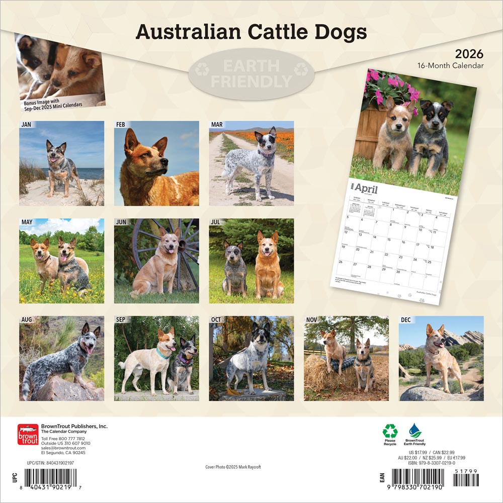 Australian Cattle Dogs | 2026 12 x 24 Inch (Hanging) Monthly Square Wall Calendar