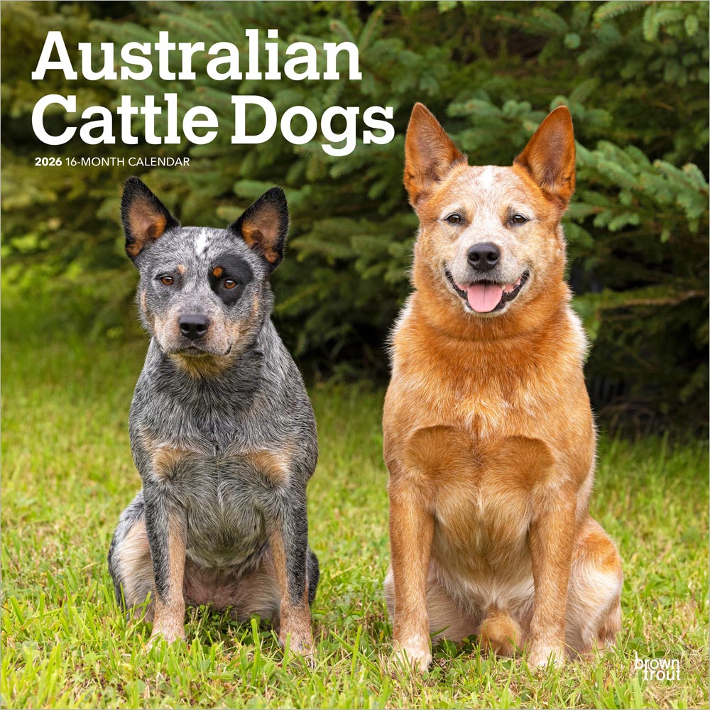 Australian Cattle Dogs | 2026 12 x 24 Inch (Hanging) Monthly Square Wall Calendar