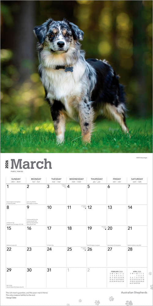 Australian Shepherds | 2026 12 x 24 Inch (Hanging) Monthly Square Wall Calendar