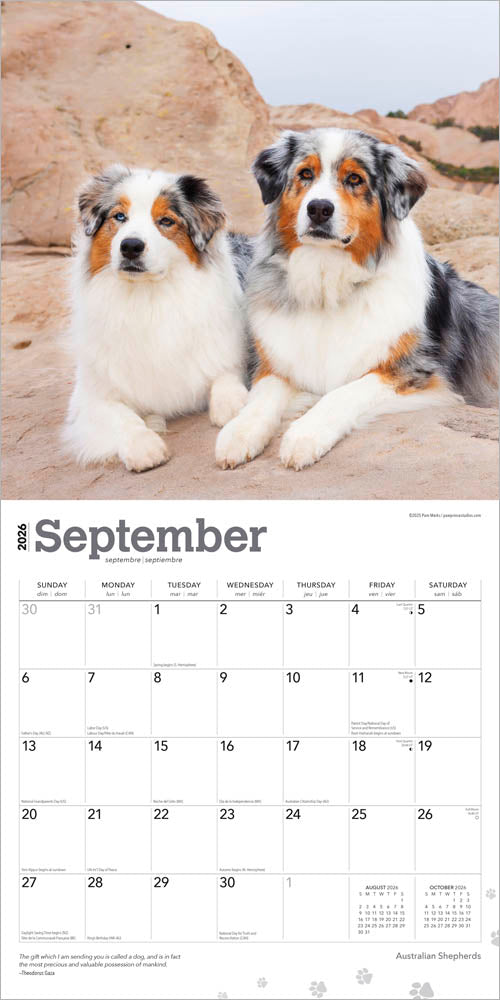Australian Shepherds | 2026 12 x 24 Inch (Hanging) Monthly Square Wall Calendar
