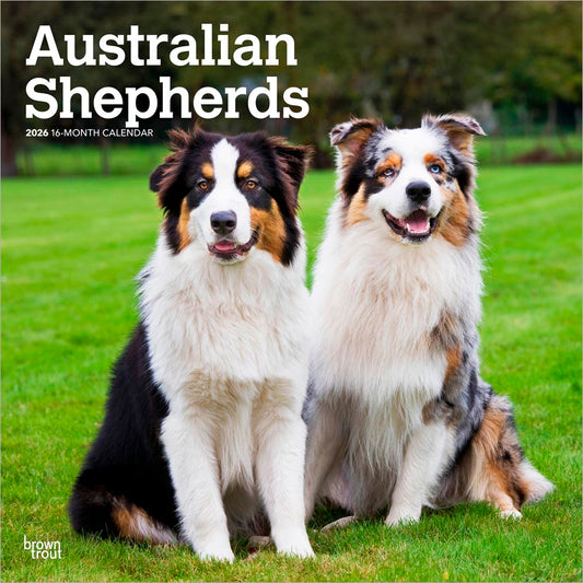 Australian Shepherds | 2026 12 x 24 Inch (Hanging) Monthly Square Wall Calendar