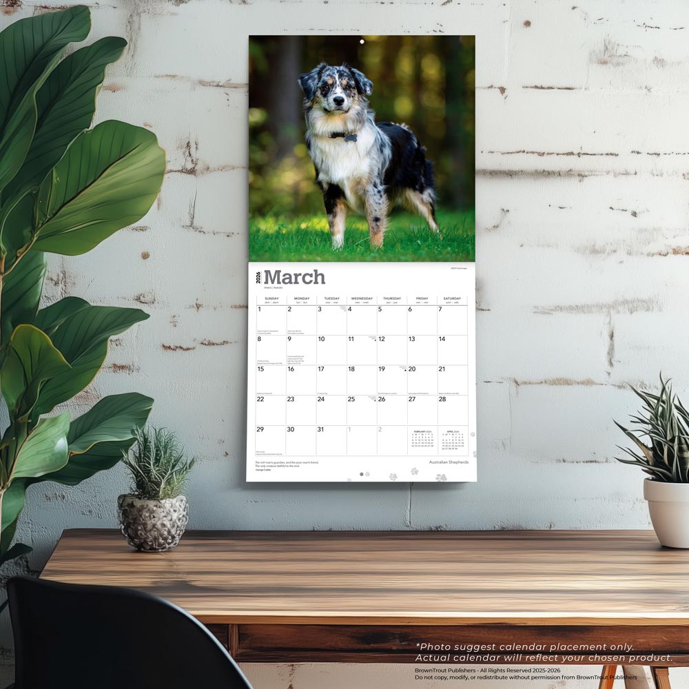 Australian Shepherds | 2026 12 x 24 Inch (Hanging) Monthly Square Wall Calendar