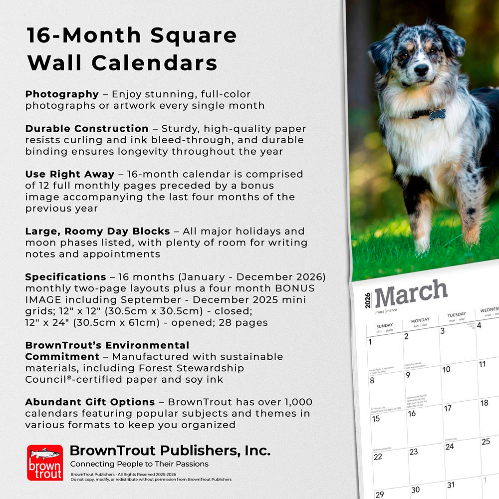 Australian Shepherds | 2026 12 x 24 Inch (Hanging) Monthly Square Wall Calendar