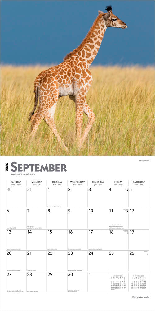 Baby Animals | 2026 12 x 24 Inch (Hanging) Monthly Square Wall Calendar