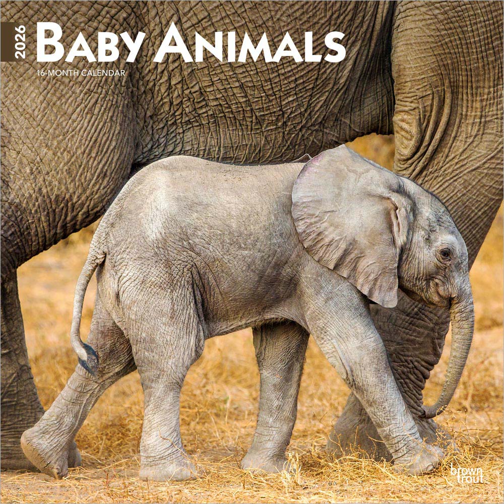 Baby Animals | 2026 12 x 24 Inch (Hanging) Monthly Square Wall Calendar