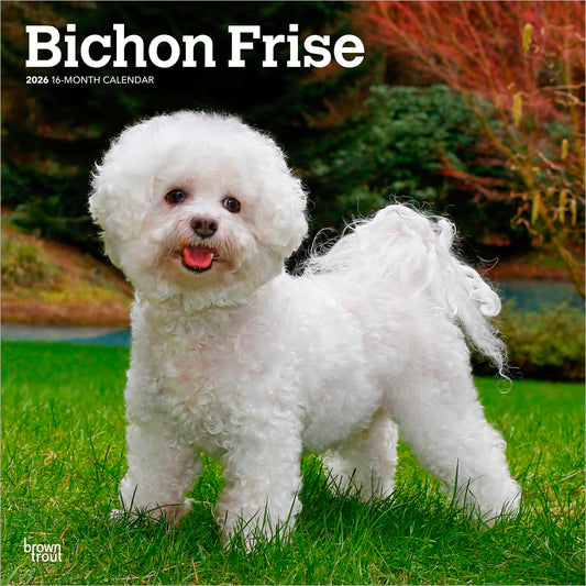 Bichon Frise | 2026 12 x 24 Inch (Hanging) Monthly Square Wall Calendar