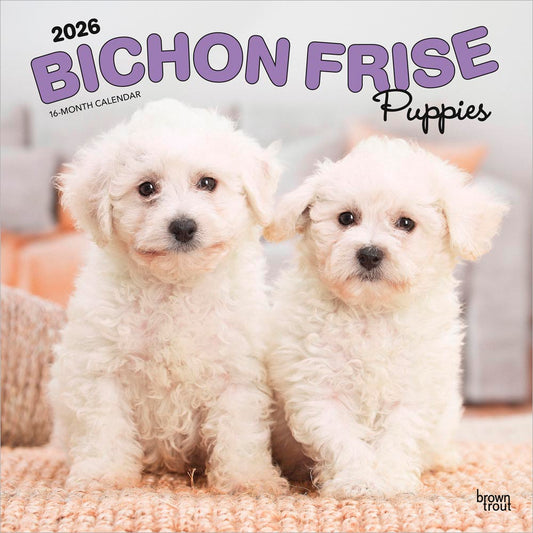 Bichon Frise Puppies | 2026 12 x 24 Inch (Hanging) Monthly Square Wall Calendar
