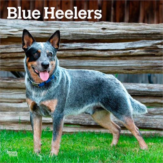 Blue Heelers | 2026 12 x 24 Inch (Hanging) Monthly Square Wall Calendar