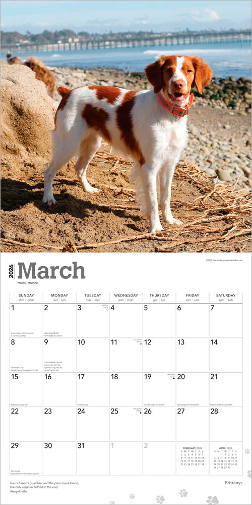 Brittanys | 2026 12 x 24 Inch (Hanging) Monthly Square Wall Calendar