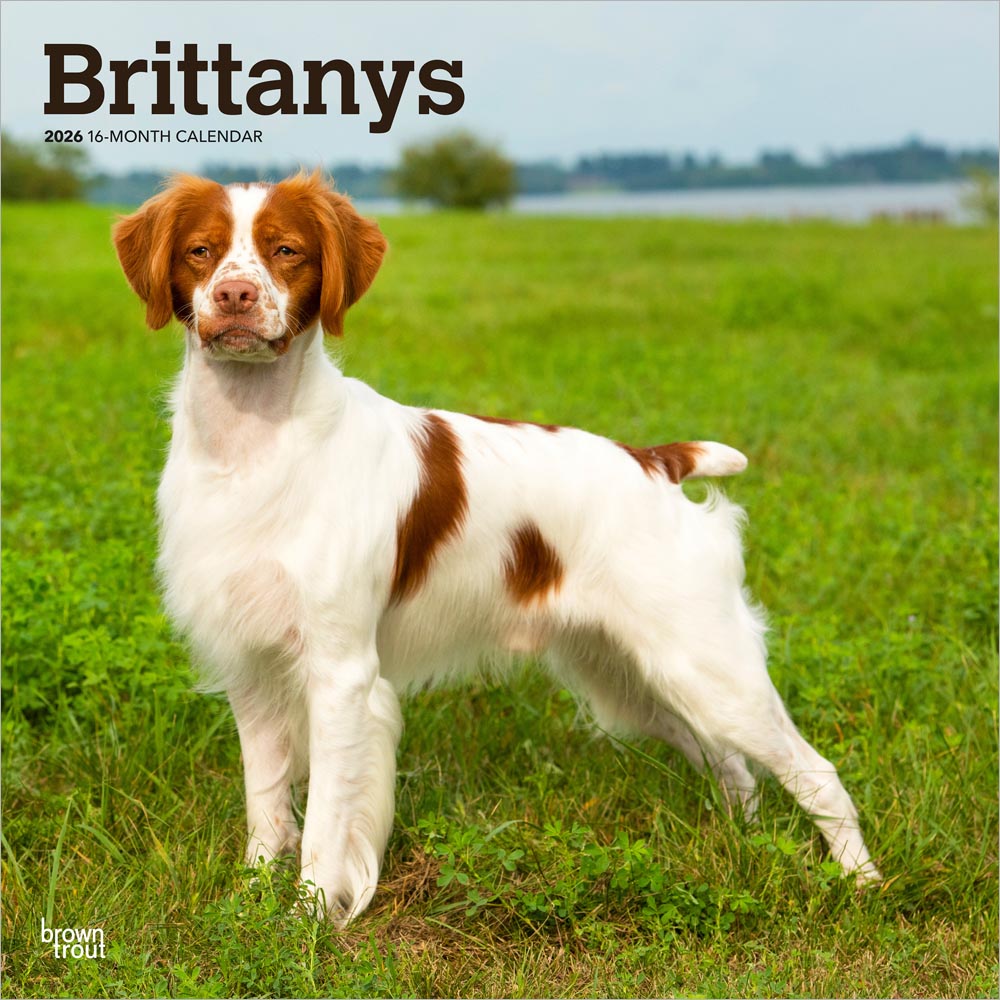 Brittanys | 2026 12 x 24 Inch (Hanging) Monthly Square Wall Calendar