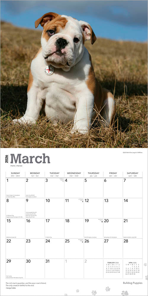 Bulldog Puppies | 2026 12 x 24 Inch (Hanging) Monthly Square Wall Calendar