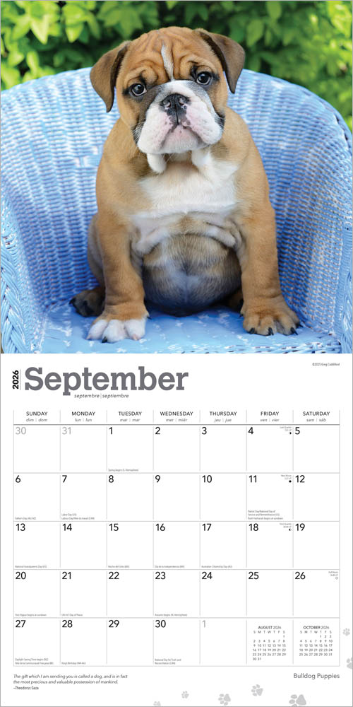 Bulldog Puppies | 2026 12 x 24 Inch (Hanging) Monthly Square Wall Calendar