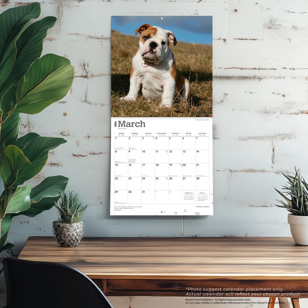 Bulldog Puppies | 2026 12 x 24 Inch (Hanging) Monthly Square Wall Calendar